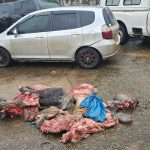 A 58-year-old Shewula man has been arrested in connection with a stock theft.